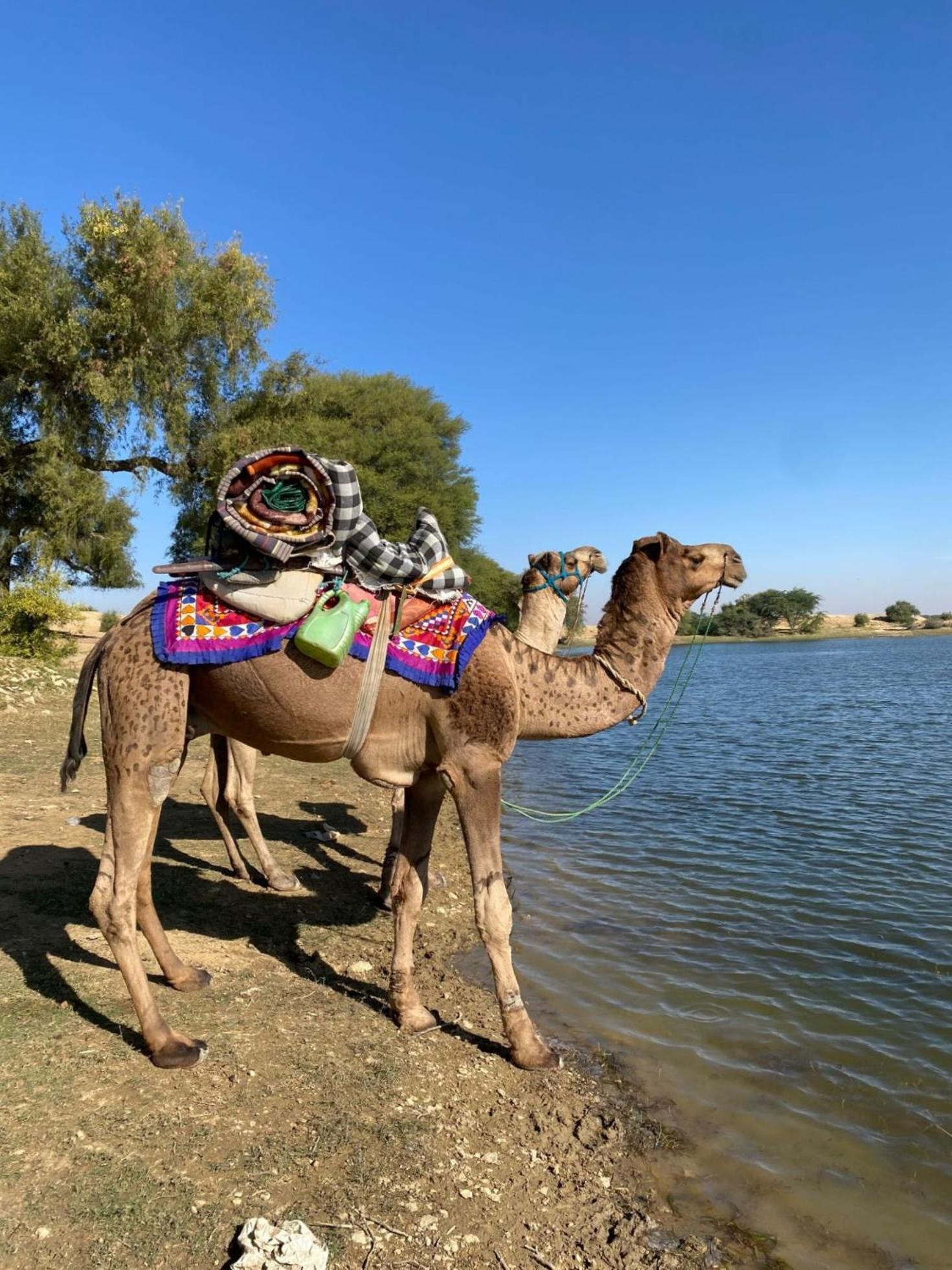 Crazy Camel Hotel & Safari Jaisalmer Exterior photo